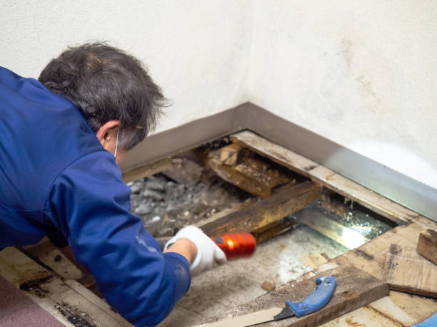 Best Local Mold Removal Service  in Lamar, TX