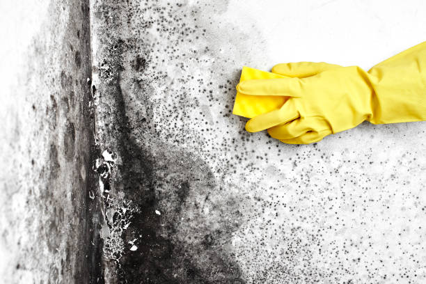 Best Mold Remediation  in Lamar, TX
