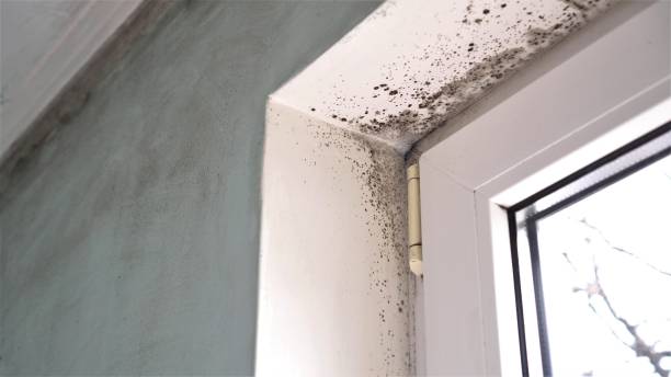 Best Toxic Mold Removal  in Lamar, TX