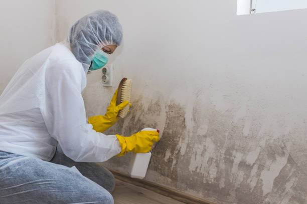 Best Attic Mold Removal  in Lamar, TX
