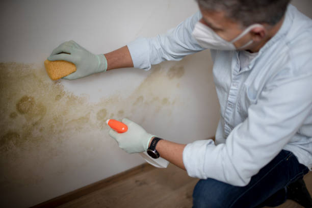 Best Office Mold Removal Services  in Lamar, TX