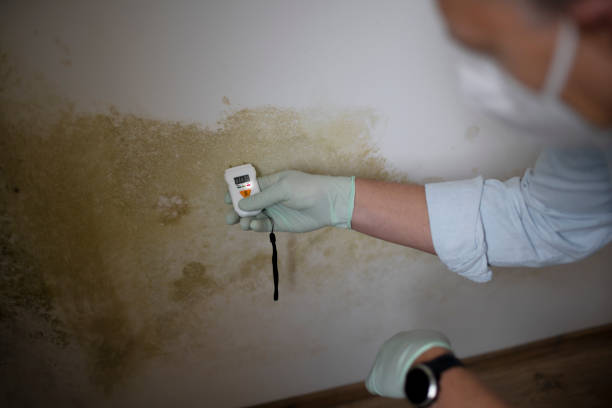 Best Fast Mold Removal  in Lamar, TX