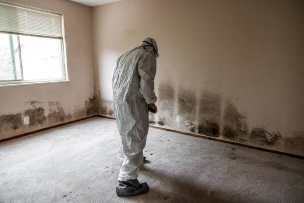 Best Home Mold Removal  in Lamar, TX
