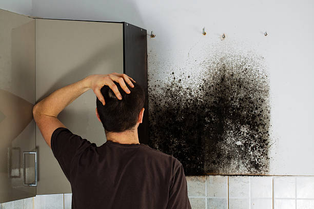Best Mold Removal Near Me  in Lamar, TX