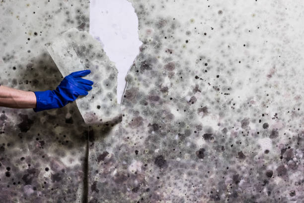 Best Affordable Mold Removal  in Lamar, TX