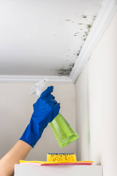 Best Toxic Mold Removal  in Lamar, TX
